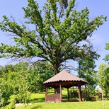 Rezervația Naturală „Codrii”