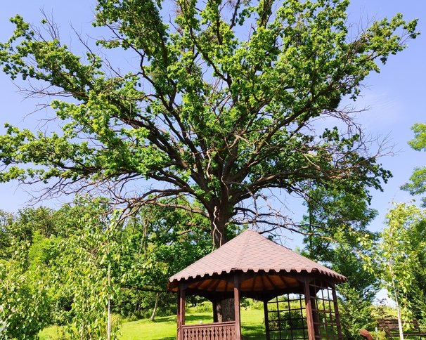 Rezervația Naturală „Codrii”